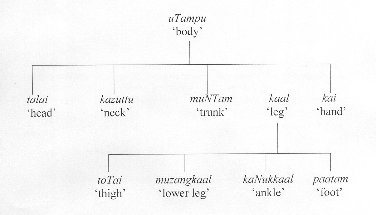 Women Body Parts Diagram
