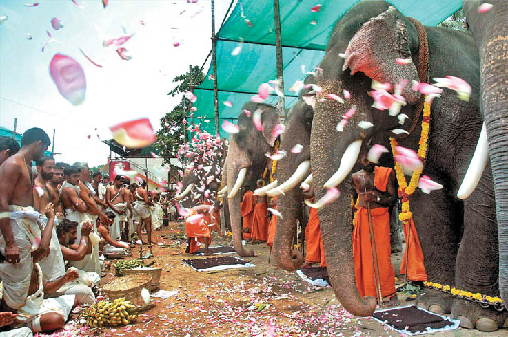 Elephant Worship